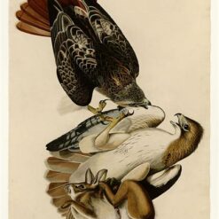 Hand painted oil painting replica of Red-tailed Hawk Plate 51 Birds of America by John James Audubon, Naturalism style raptor canvas art by Dafen Studio artists