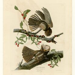 Hand painted oil painting replica of Chuck-will's Widow Plate 52 Birds of America by John James Audubon, Naturalism style nocturnal bird canvas art by Dafen Studio artists