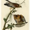 Hand-Painted Oil Painting Replica: Red-shouldered Hawk (Plate 56, Birds of America) by John James Audubon (Dafen Artist Studio) 2 Réplique peinte à la main à l'huile de la planche 56 « La buse à épaulettes rouges » tirée de l'ouvrage *Birds of America* de John James Audubon ; œuvre sur toile représentant un rapace dans le style naturaliste, réalisée par les artistes du studio Dafen.