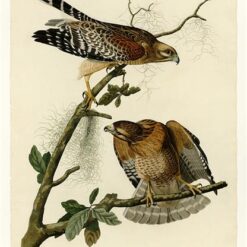 Hand painted oil painting replica of Red-shouldered Hawk Plate 56 Birds of America by John James Audubon, Naturalism style raptor canvas art by Dafen Studio artists