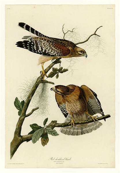 Hand-Painted Oil Painting Replica: Red-shouldered Hawk (Plate 56, Birds of America) by John James Audubon (Dafen Artist Studio)