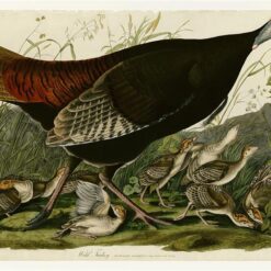 Hand painted oil painting replica from Birds of America series by John James Audubon, Naturalism style wildlife canvas art by Dafen Studio artists