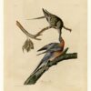 Hand-Painted Oil Painting Replica: Passenger Pigeon (Plate 62, Birds of America) by John James Audubon (Dafen Artist Studio) 2 Hand painted oil painting replica of Passenger Pigeon Plate 62 Birds of America by John James Audubon, Naturalism style wild pigeon canvas art by Dafen Studio artists
