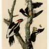 Hand-Painted Oil Painting Replica: Ivory-billed Woodpecker (Plate 66, Birds of America) by John James Audubon (Dafen Artist Studio) 2 Hand painted oil painting replica of Ivory-billed Woodpecker Plate 66 Birds of America by John James Audubon, Naturalism style bird canvas art by Dafen Studio artists