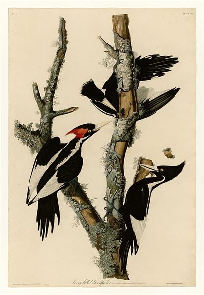 Hand-Painted Oil Painting Replica: Ivory-billed Woodpecker (Plate 66, Birds of America) by John James Audubon (Dafen Artist Studio)
