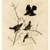 Hand painted oil painting replica of Red-winged Starling or Marsh Blackbird Plate 67 Birds of America by John James Audubon, Naturalism style bird canvas art by Dafen Studio artists