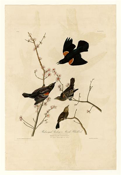 Hand-Painted Oil Painting Replica: Red-winged Starling or Marsh Blackbird (Plate 67, Birds of America) by John James Audubon (Dafen Artist Studio)
