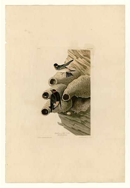 Hand-Painted Oil Painting Replica: Republican or Cliff Swallow (Plate 68, Birds of America) by John James Audubon (Dafen Artist Studio)
