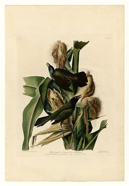 Hand-Painted Oil Painting Replica: Purple Grakle or Common Crow Blackbird (Plate 7, Birds of America) by John James Audubon (Dafen Artist Studio)