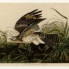 Hand-Painted Oil Painting Replica: Winter Hawk (Plate 71, Birds of America) by John James Audubon (Dafen Artist Studio) 1 Hand painted oil painting replica of Winter Hawk Plate 71 Birds of America by John James Audubon, Naturalism style raptor canvas art by Dafen Studio artists