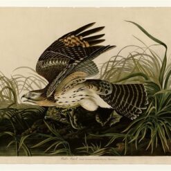 Hand painted oil painting replica of Winter Hawk Plate 71 Birds of America by John James Audubon, Naturalism style raptor canvas art by Dafen Studio artists
