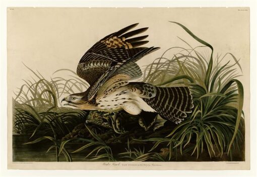 Hand-Painted Oil Painting Replica: Winter Hawk (Plate 71, Birds of America) by John James Audubon (Dafen Artist Studio)