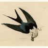 Hand-Painted Oil Painting Replica: Swallow-tailed Hawk (Plate 72, Birds of America) by John James Audubon (Dafen Artist Studio) 2 Hand painted oil painting replica of Swallow-tailed Hawk Plate 72 Birds of America by John James Audubon, Naturalism style raptor canvas art by Dafen Studio artists