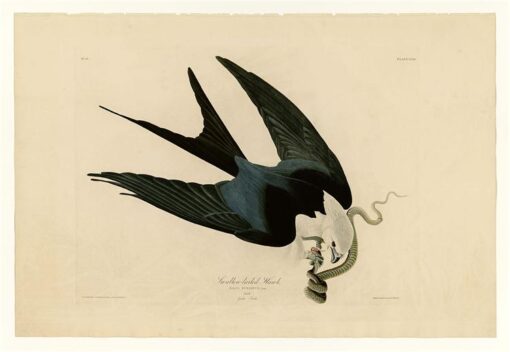 Hand-Painted Oil Painting Replica: Swallow-tailed Hawk (Plate 72, Birds of America) by John James Audubon (Dafen Artist Studio)