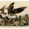 Hand-Painted Oil Painting Replica: Virginian Partridge (Plate 76, Birds of America) by John James Audubon (Dafen Artist Studio) 2 Hand painted oil painting replica of Virginian Partridge Plate 76 Birds of America by John James Audubon, Naturalism style quail canvas art by Dafen Studio artists