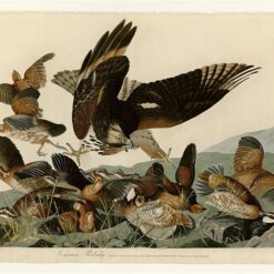 Hand painted oil painting replica of Virginian Partridge Plate 76 Birds of America by John James Audubon, Naturalism style quail canvas art by Dafen Studio artists