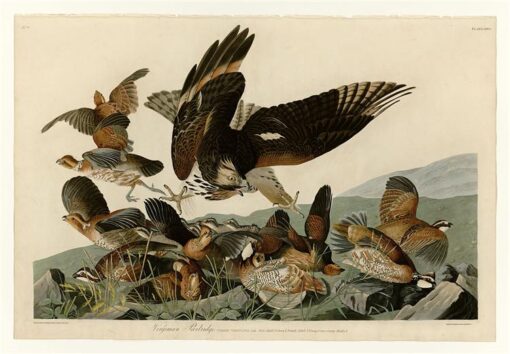 Hand-Painted Oil Painting Replica: Virginian Partridge (Plate 76, Birds of America) by John James Audubon (Dafen Artist Studio)