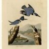 Hand-Painted Oil Painting Replica: Belted Kingfisher (Plate 77, Birds of America) by John James Audubon (Dafen Artist Studio) 1 Hand painted oil painting replica of Belted Kingfisher Plate 77 Birds of America by John James Audubon, Naturalism style kingfisher canvas art by Dafen Studio artists
