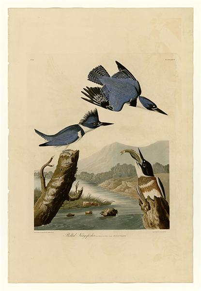Hand-Painted Oil Painting Replica: Belted Kingfisher (Plate 77, Birds of America) by John James Audubon (Dafen Artist Studio)
