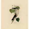Hand-Painted Oil Painting Replica: Tyrant Fly-catcher (Plate 79, Birds of America) by John James Audubon (Dafen Artist Studio) 1 Hand painted oil painting replica of Tyrant Fly-catcher Plate 79 Birds of America by John James Audubon, Naturalism style kingbird canvas art by Dafen Studio artists