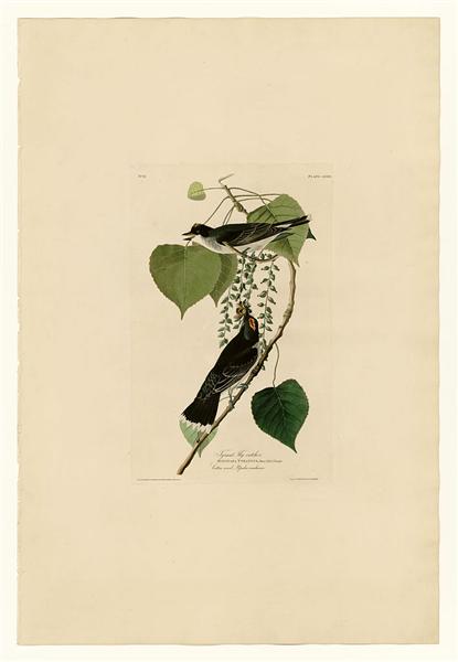 Hand-Painted Oil Painting Replica: Tyrant Fly-catcher (Plate 79, Birds of America) by John James Audubon (Dafen Artist Studio)