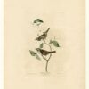 Hand-Painted Oil Painting Replica: White-throated Sparrow (Plate 8, Birds of America) by John James Audubon (Dafen Artist Studio) 2 Hand painted oil painting replica of White-throated Sparrow Plate 8 Birds of America by John James Audubon, Naturalism style wildlife canvas art by Dafen Studio artists