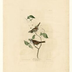 Hand painted oil painting replica of White-throated Sparrow Plate 8 Birds of America by John James Audubon, Naturalism style wildlife canvas art by Dafen Studio artists
