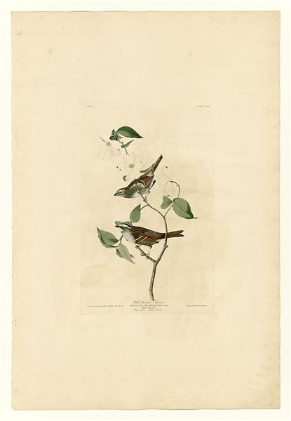 Hand-Painted Oil Painting Replica: White-throated Sparrow (Plate 8, Birds of America) by John James Audubon (Dafen Artist Studio)