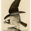 Hand-Painted Oil Painting Replica: Fish Hawk or Osprey (Plate 81, Birds of America) by John James Audubon (Dafen Artist Studio) 2 Hand painted oil painting replica of Fish Hawk or Osprey Plate 81 Birds of America by John James Audubon, Naturalism style raptor canvas art by Dafen Studio artists