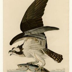 Hand painted oil painting replica of Fish Hawk or Osprey Plate 81 Birds of America by John James Audubon, Naturalism style raptor canvas art by Dafen Studio artists