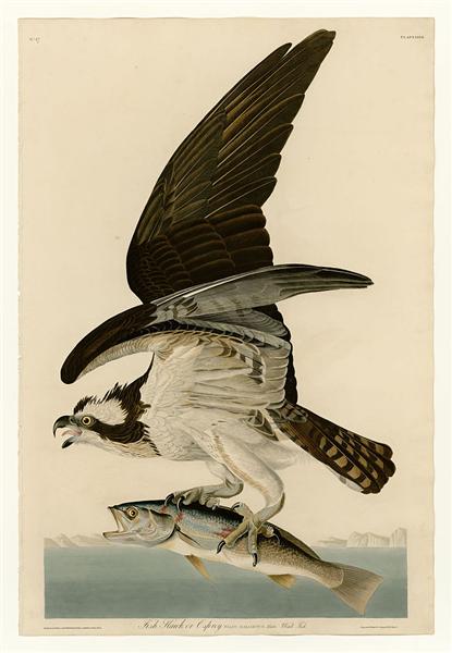 Hand-Painted Oil Painting Replica: Fish Hawk or Osprey (Plate 81, Birds of America) by John James Audubon (Dafen Artist Studio)