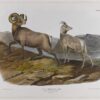 Hand-Painted Oil Painting Replica: Rocky Mountain Sheep by John James Audubon (Dafen Artist Studio) 1 Hand painted oil painting replica of Rocky Mountain Sheep by John James Audubon, Naturalism style animal canvas art by Dafen Studio artists