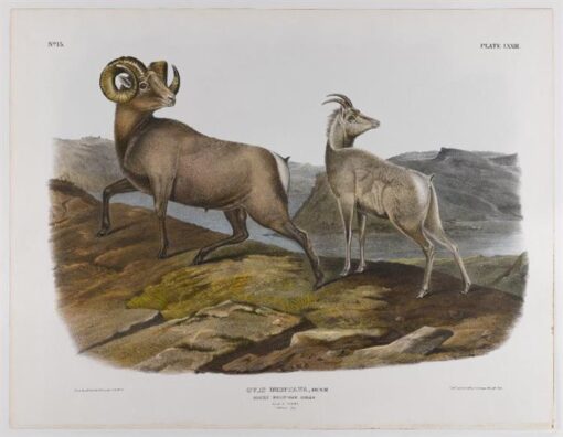 Hand-Painted Oil Painting Replica: Rocky Mountain Sheep by John James Audubon (Dafen Artist Studio)