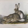 Hand-Painted Oil Painting Replica: Townsend's Rocky Mountain Hare by John James Audubon (Dafen Artist Studio) 2 Hand painted oil painting replica of Townsend's Rocky Mountain Hare by John James Audubon, Naturalism style animal canvas art by Dafen Studio artists
