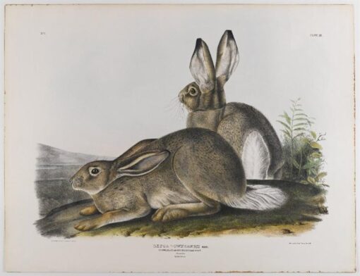 Hand-Painted Oil Painting Replica: Townsend’s Rocky Mountain Hare by John James Audubon (Dafen Artist Studio)