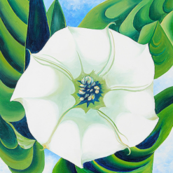 Jimson Weed (1932) by Georgia O'Keeffe depicting four enlarged white pinwheel flowers in a smooth Precisionist botanical style.