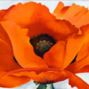 Georgia O'Keeffe Red Poppy (1927) Hand-Painted Oil Reproduction 1 Frontal view of Georgia O'Keeffe Red Poppy hand-painted oil painting reproduction on canvas